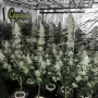 Cannabis seeds Bubblegum Gelato from Barney's Farm
